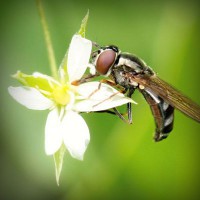 /album/faydalihacamat/photolia-a02-jpg/