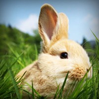 /album/faydalihacamat/photolia-a03-jpg/