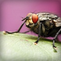 /album/faydalihacamat/photolia-a08-jpg/